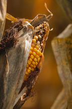 corn closeup 