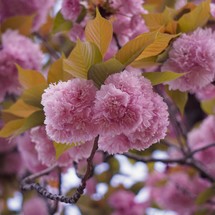 romantic pink flower in the garden in springtime
