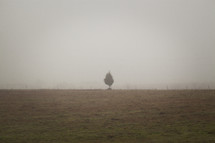 field and an isolated tree in fog 