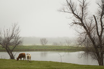 cows grazing by a pond