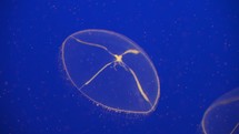 Crystal jelly Aequorea victoria a bioluminescent hydrozoan jellyfish, or hydromedusa, that is found off the west coast of North America Deep Blue Background