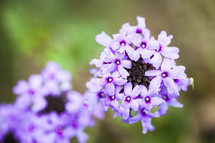 purple flowers outdoors 