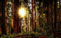 redwoods 