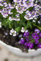 bowl of purple & white flowers