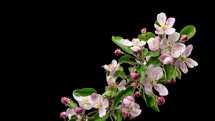 Spring time lapse of beautiful flowers blooming on apple tree branch on black background
