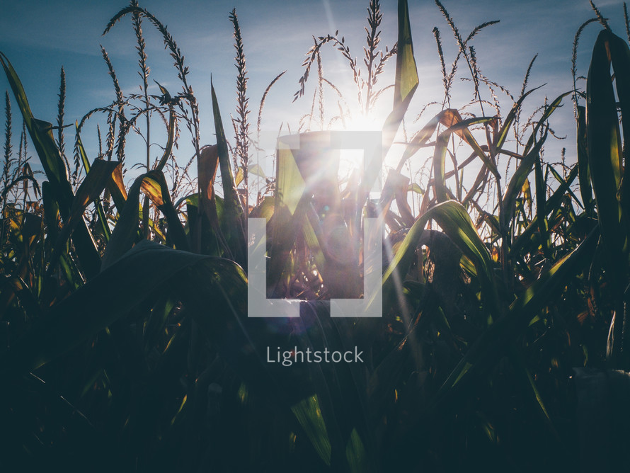 sunlight shining on corn in a field 