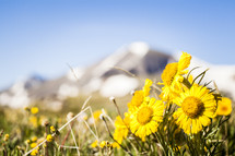 wildflowers and a mountain