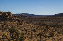 trees in a desert 