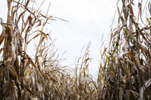 dry corn in a corn maze 