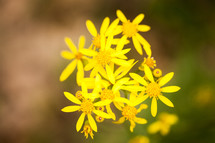 yellow spring flowers 