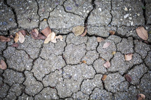 Leaves on the cracked earth.