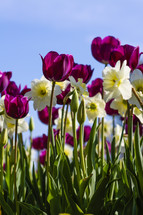 purple tulips and daffodils 