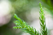 Green pine 