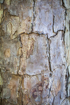 Cracked tree bark.