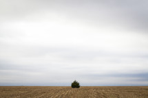 Tree on the horizon line between barren land and the sky.