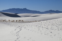 sand dunes and tracks 