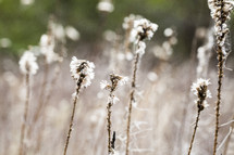 dry wildflowers in a field 