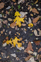 fall leaves in mud 