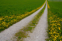 Dandelion lined gravel road