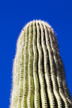 cactus against a cobalt blue sky 