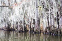 cypress trees in a swamp 