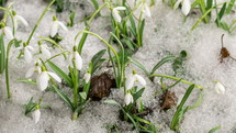 Snowdrops flowers bloom and snow melting in spring forest Growing Time-lapse
