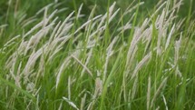 green grass blowing in a field 