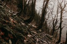 curved tree trunks on a hillside slope 