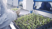 Worker planting small plants in trays inside industrial nursery