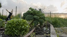 Organic vegetables in a small rural garden during sunset