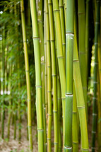 green bamboo stalks 