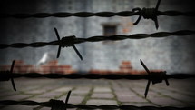 The bird of peace with barbed wire and prison wall. Freedom concept animation.