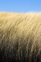 Field of tall grass.