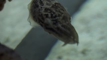 Cuttlefish in Ocean Sea Water