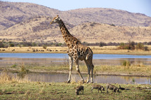 Giraffe and warthogs in open ground in Africa