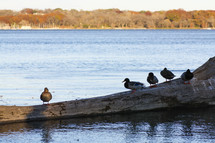 ducks on a log 