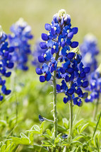 bluebonnet flowers