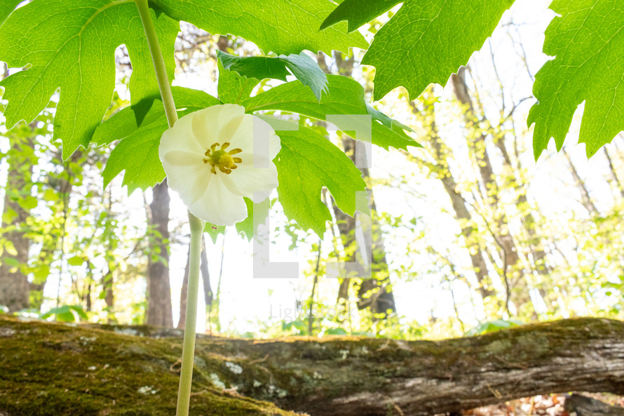 a white maypop flower on the forest floor