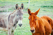 mule and donkey in farming