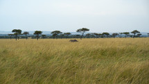 rhino in Africa 