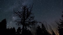 Stars sky with milky way galaxy over trees forest silhouette in starry night summer nature Astronomy Time-lapse
