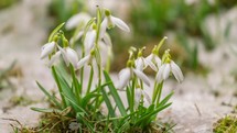 Snow is melting and gentle snowdrops blooming fast in early spring

