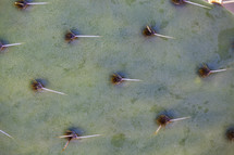 closeup of spines on a cactus 