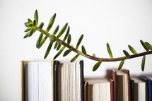 branch over row of books 