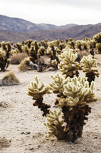 desert landscape and cactus 