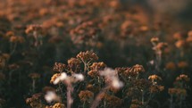 Flower field during golden hour - Camera movement - Slow Motion