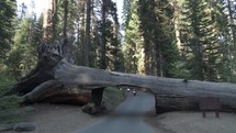 Tunnel Log is on Moro Rock Crescent Meadow Road in the Giant Forest area of Sequoia National Park