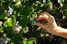 picking blueberries 
