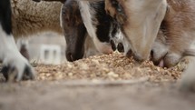 goats eating 