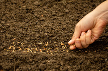 planting seeds 